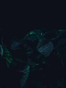Preview wallpaper leaves, plant, dark, green, shade