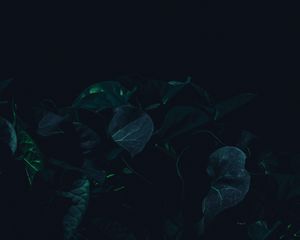 Preview wallpaper leaves, plant, dark, green, shade