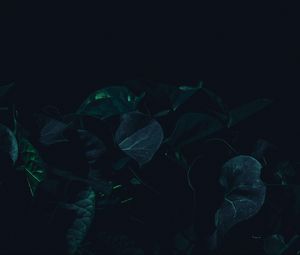 Preview wallpaper leaves, plant, dark, green, shade