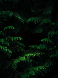 Preview wallpaper leaves, plant, dark, carved, branches