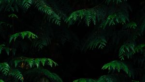 Preview wallpaper leaves, plant, dark, carved, branches