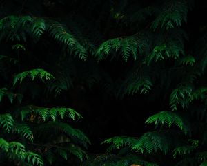 Preview wallpaper leaves, plant, dark, carved, branches