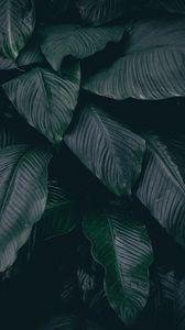 Preview wallpaper leaves, plant, dark