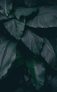 Preview wallpaper leaves, plant, dark