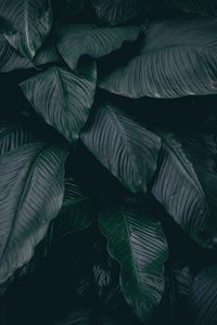 Preview wallpaper leaves, plant, dark