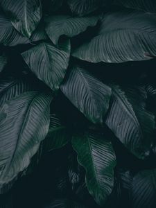 Preview wallpaper leaves, plant, dark