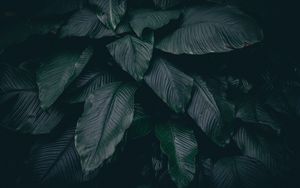 Preview wallpaper leaves, plant, dark