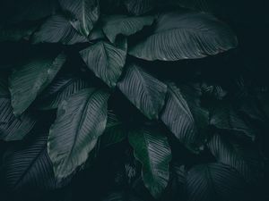 Preview wallpaper leaves, plant, dark