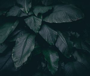 Preview wallpaper leaves, plant, dark