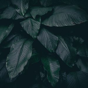 Preview wallpaper leaves, plant, dark