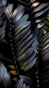 Preview wallpaper leaves, plant, dark, branches, palm