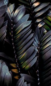 Preview wallpaper leaves, plant, dark, branches, palm