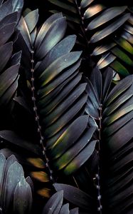 Preview wallpaper leaves, plant, dark, branches, palm