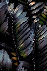 Preview wallpaper leaves, plant, dark, branches, palm