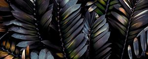 Preview wallpaper leaves, plant, dark, branches, palm