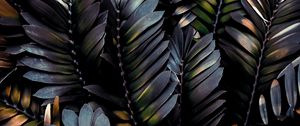 Preview wallpaper leaves, plant, dark, branches, palm