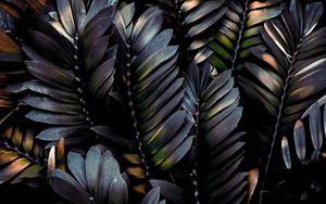 Preview wallpaper leaves, plant, dark, branches, palm