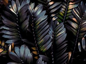 Preview wallpaper leaves, plant, dark, branches, palm