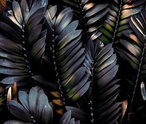 Preview wallpaper leaves, plant, dark, branches, palm