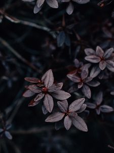 Preview wallpaper leaves, plant, dark, macro, vegetation