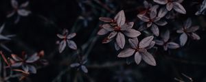 Preview wallpaper leaves, plant, dark, macro, vegetation