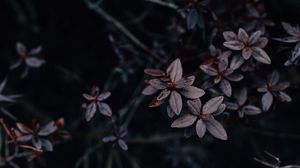 Preview wallpaper leaves, plant, dark, macro, vegetation