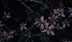 Preview wallpaper leaves, plant, dark, macro, vegetation