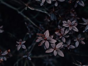 Preview wallpaper leaves, plant, dark, macro, vegetation