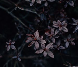Preview wallpaper leaves, plant, dark, macro, vegetation