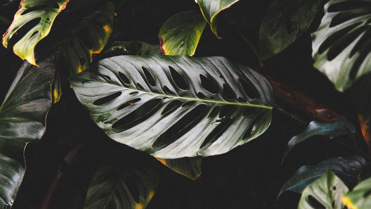 Wallpaper leaves, plant, dark, glossy, tropical, exotic