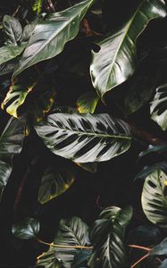 Preview wallpaper leaves, plant, dark, glossy, tropical, exotic