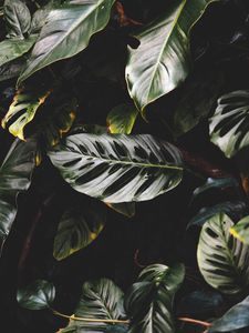 Preview wallpaper leaves, plant, dark, glossy, tropical, exotic