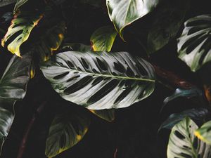 Preview wallpaper leaves, plant, dark, glossy, tropical, exotic