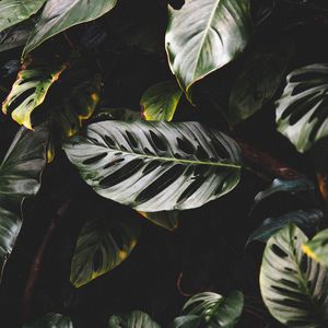 Preview wallpaper leaves, plant, dark, glossy, tropical, exotic