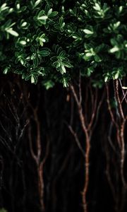 Preview wallpaper leaves, plant, dark, bush, branches