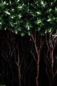 Preview wallpaper leaves, plant, dark, bush, branches