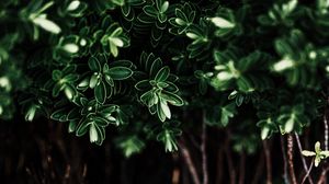 Preview wallpaper leaves, plant, dark, bush, branches
