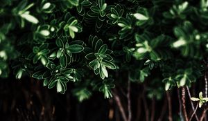 Preview wallpaper leaves, plant, dark, bush, branches
