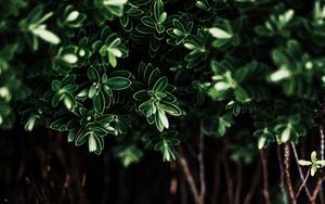 Preview wallpaper leaves, plant, dark, bush, branches