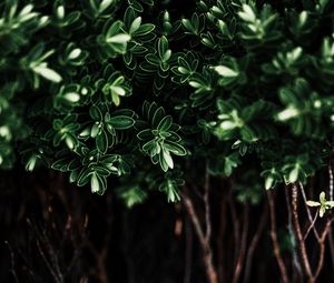 Preview wallpaper leaves, plant, dark, bush, branches