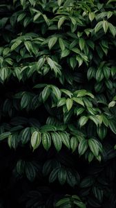 Preview wallpaper leaves, plant, dark, brilliant