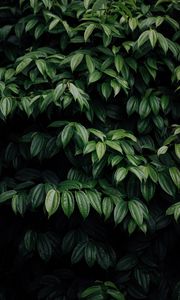 Preview wallpaper leaves, plant, dark, brilliant