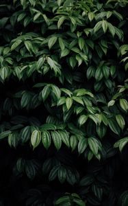 Preview wallpaper leaves, plant, dark, brilliant