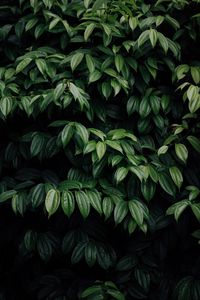 Preview wallpaper leaves, plant, dark, brilliant