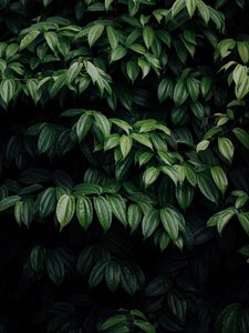 Preview wallpaper leaves, plant, dark, brilliant