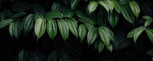 Preview wallpaper leaves, plant, dark, brilliant