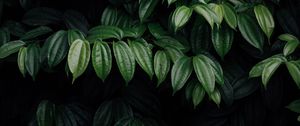 Preview wallpaper leaves, plant, dark, brilliant