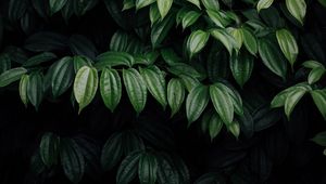 Preview wallpaper leaves, plant, dark, brilliant