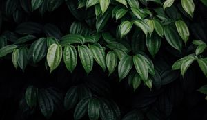 Preview wallpaper leaves, plant, dark, brilliant