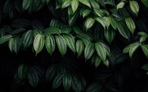 Preview wallpaper leaves, plant, dark, brilliant